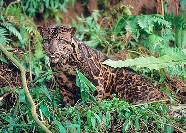 Berikut ini Spesies Harimau Langka/Punah Di Dunia