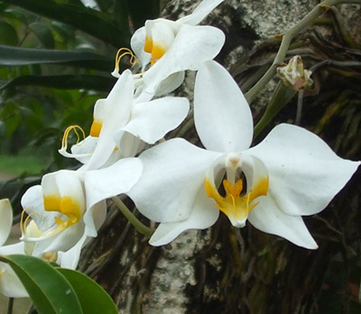 Perbedaan Flora di Indonesia Bagian Barat, Tengah &amp; Timur