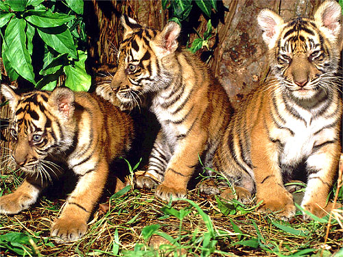 Mengenal Harimau Sumatera,Harimau Terakhir Indonesia !