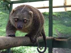 Mengenal KUSKUS (The Rarest Indonesian Marsupial)