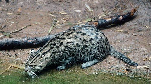 &quot;Kucing Bakau&quot; Kucing langka yg jago renang