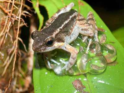 Katak Bertaring Ditemukan di Sulawesi