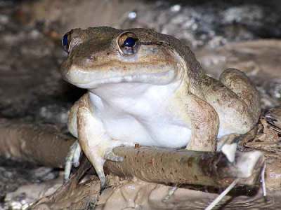Katak Bertaring Ditemukan di Sulawesi