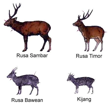 Apa Perbedaan Rusa dan Kijang?