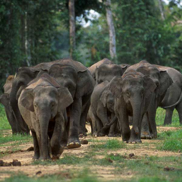 Jenis-Jenis Gajah Di Indonesia