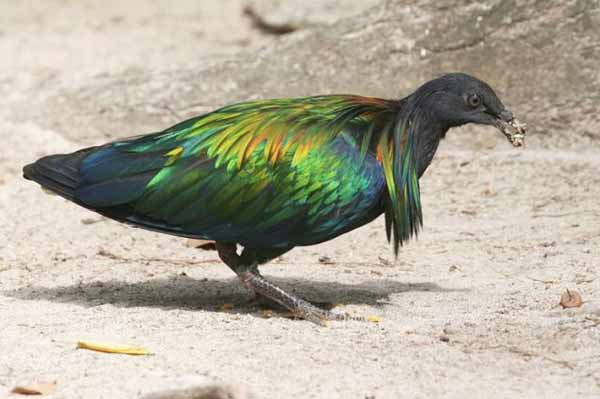 ini dia taman burung keren di Bali. Bali Bird Park