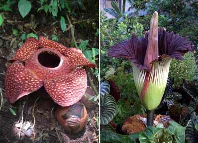 5 Fakta Keliru Tentang Tanaman Rafflesia