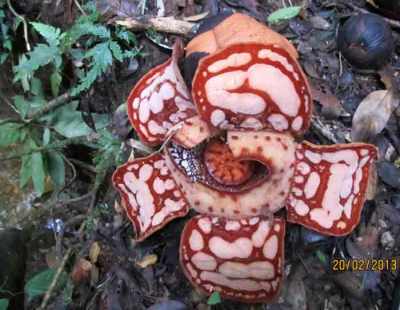 5 Fakta Keliru Tentang Tanaman Rafflesia