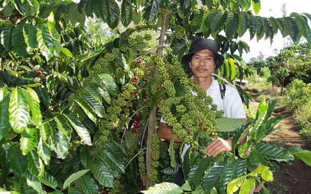 #BicaraKopi Ngawi Juga Punya Kopi Loh!, Selondo Namanya