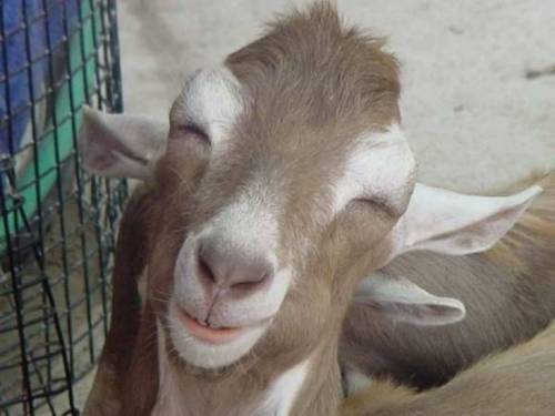 Manfaat dan Bahaya Mengkonsumsi DAging Kambing