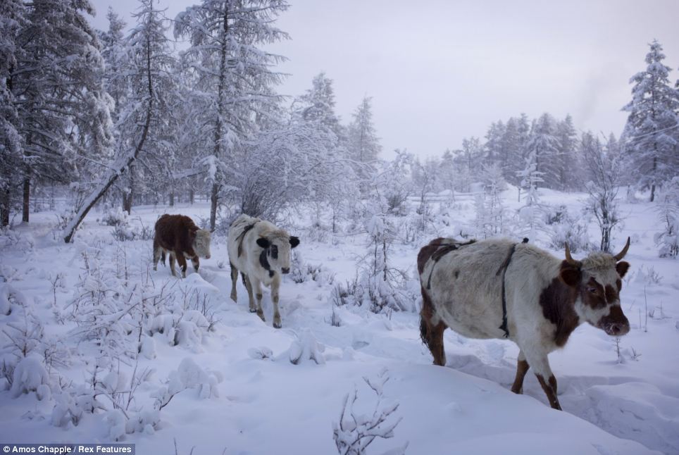 MENGENAL DESA OYMYAKON DENGAN SUHUNYA -71.2°C