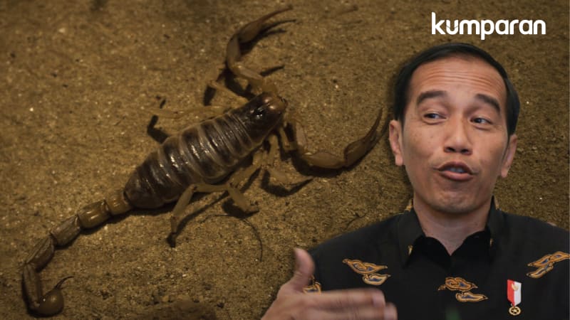 Presiden Jokowi: Kalau Mau Kaya Cari Racun Kalajengking