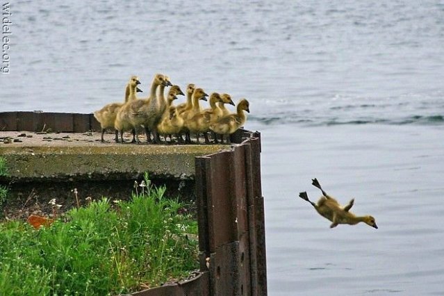 Foto foto ngakak (gak ngakak ane telen kulkas) ngakak inside