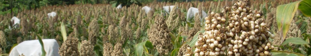 (Akhirnya Jerih Payah ada hasilnya) Produksi Sorgum dapat Kurangi Impor Gandum