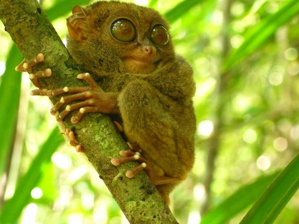 &#91;HOT&#93; Aku Bangga Jadi Anak INDONESIA