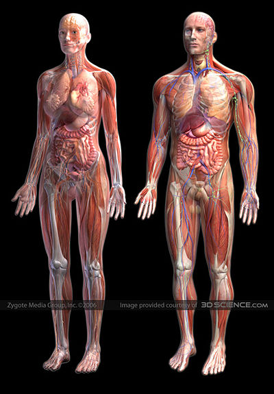 Umur tulang itu 10 tahun lho ( Umur Organ Tubuh Manusia )