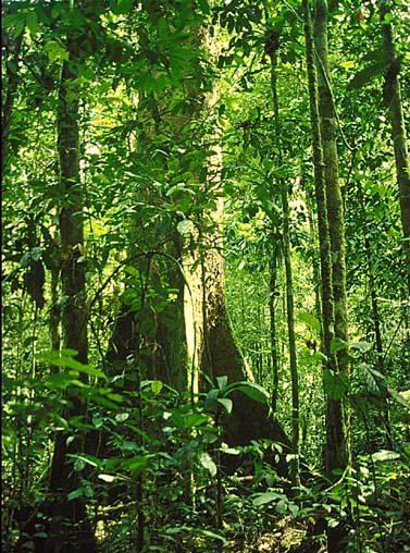 Perbedaan Flora di Indonesia Bagian Barat, Tengah &amp; Timur