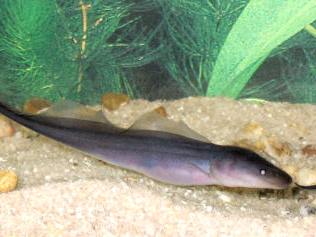 &#91;ask n share&#93; All about knifefish