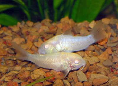 7 Jenis Ikan Corydoras