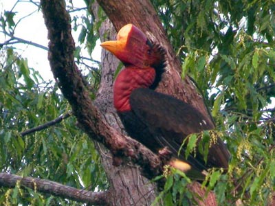 Si unik Burung Rangkong (Enggang)