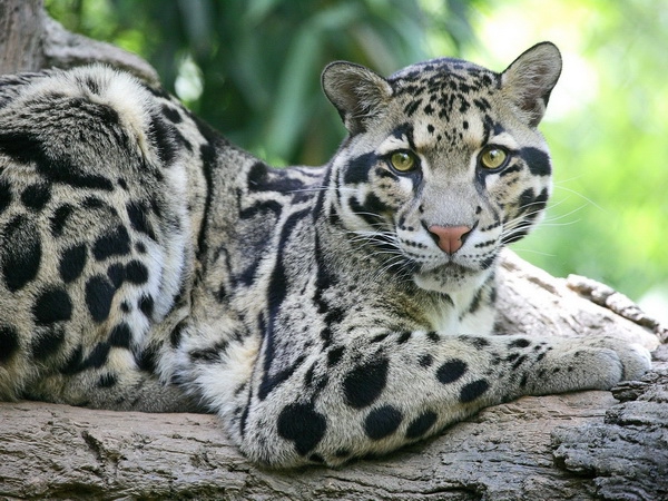 Neofelis Diardi / Marbled Leopard &#91; Kucing Hutan Asli INDONESIA &#93;