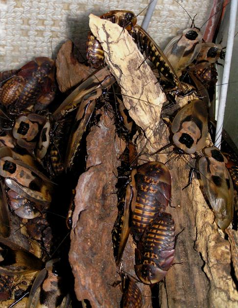 Blaberus Giganteus, Inilah Spesies Kecoa Terbesar Didunia