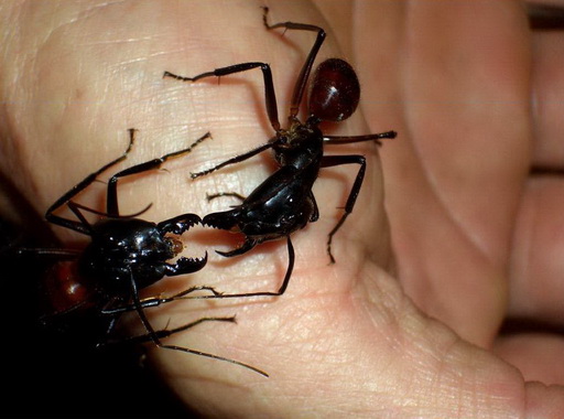 Kehidupan Semut + Semut terbesar &amp; Paling berbahaya di DUNIA !!