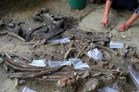 Someone Butchered a Rhino in the Philippines 700,000 Years Ago, But Who?