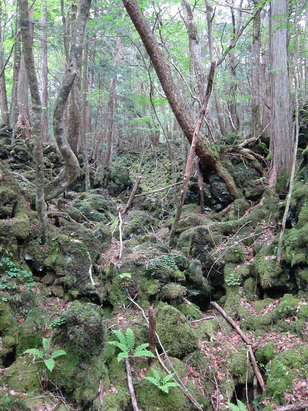 Aokigahara, Hutan Bunuh Diri Sempat Jadi Tema Film