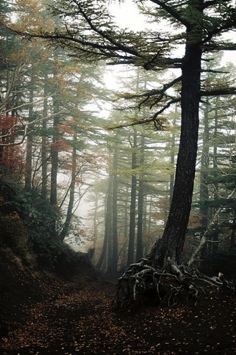 Aokigahara, Hutan Bunuh Diri Sempat Jadi Tema Film