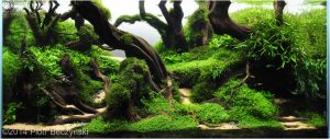 Gaya Aliran Aquascape yang Populair di kalangan Scapers Indonesia Bahkan di Dunia.