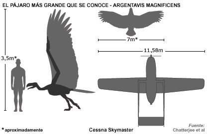 Argentavis : Burung Prasejarah Terbesar Didunia