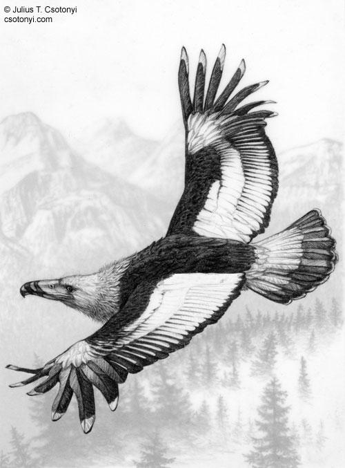 Argentavis : Burung Prasejarah Terbesar Didunia