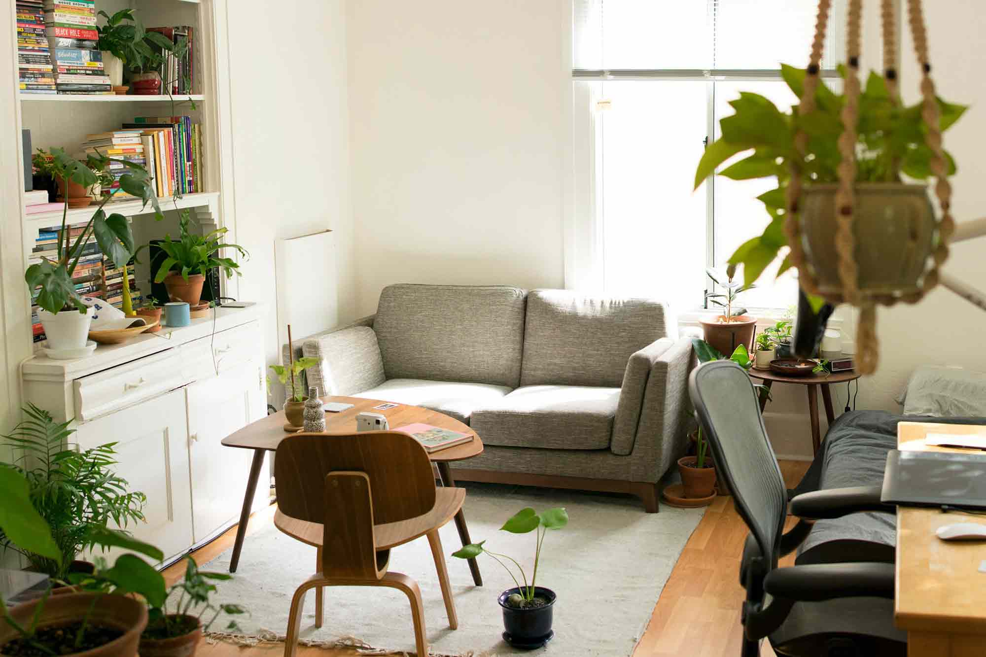 pilihan-tanaman-interior-yang-cocok-untuk-penghuni-apartemen