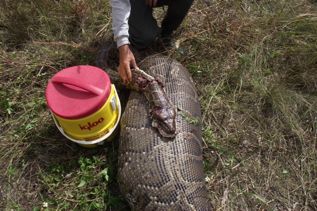Binatang terbuas dan terakus di dunia