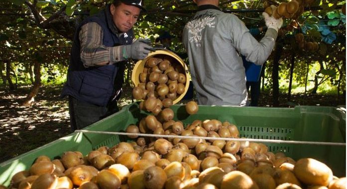 Bukan Selandia Baru, Udah tau Belum Negara Asal Buah Kiwi?