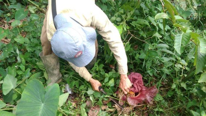 Kubur Mayat Bayi di Kebun Warga, Sepasang Anak Jalanan Jambi Diburu Polisi