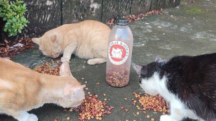 PILU Wanita di Palembang Babak Belur Dianiaya Suaminya Gegara Kasih Makan Kucing