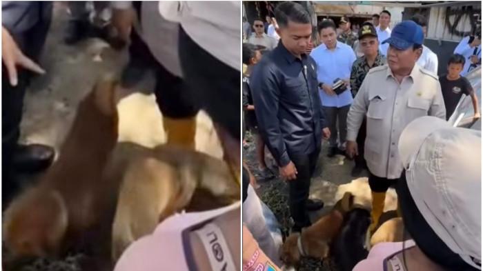 Prabowo Puji Aksi Heroik Anjing Selamatkan Tuannya saat Banjir Bali: Kamu Pahlawan