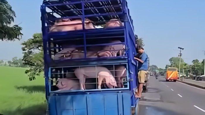 Sopir Truk Mandikan Ratusan Babi di Pinggir Pantura Indramayu, Dilabrak Warga