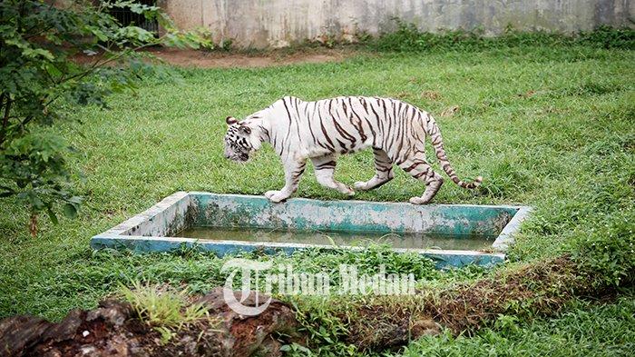 KESAL Satwa di Medan Zoo Disorot, PUD : di Kebun Binatang Lain Juga Banyak Mati