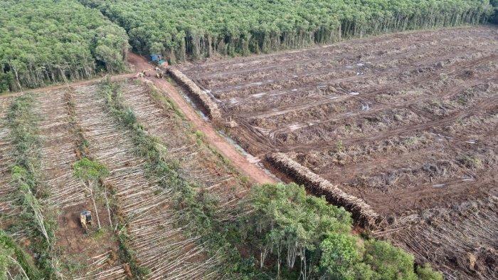 Negara Tolak Gugatan Suku Menentang Perkebunan, 39.000 Hektare Hutan Papua 'Dirampas'