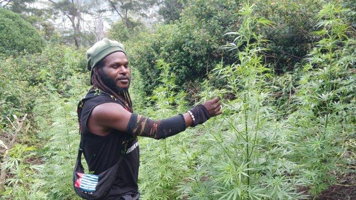 Aparat Temukan Dokumen Panglima TPNPB Budi Daya Ganja di Hutan Papua