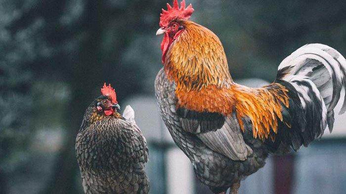 Pria Perkosa Ayam, Dinsos Kepahiang Bengkulu Telusuri Pelaku