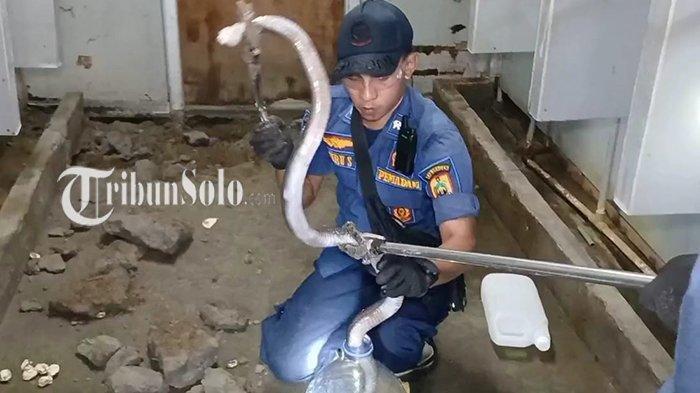 19 Ular Kobra Jawa Ditemukan di Toilet Rest Area Tol Sragen, Penjelasan Jasa Marga