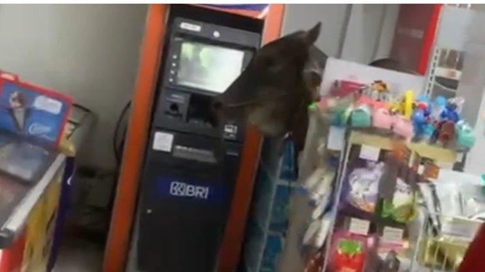 Sapi Masuk Minimarket di Kelapa Dua Depok, Polisi Beberkan Kronologi Kejadian