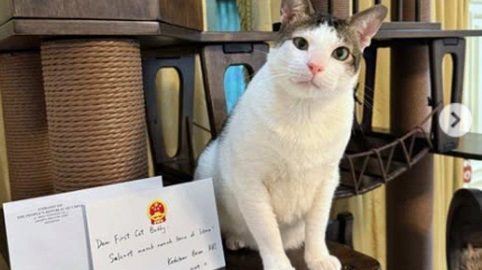 Tiongkok Pakai Diplomasi Kucing untuk Mendekati Prabowo Subianto, Kasih Mainan Mewah