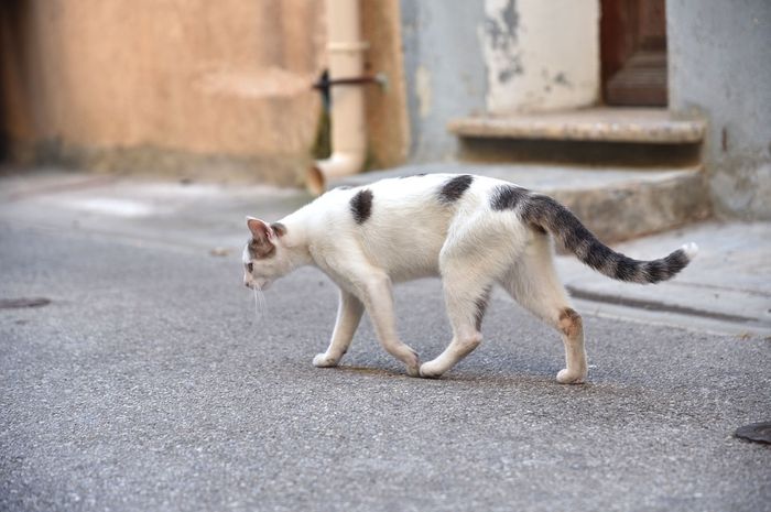 4 Manfaat Yang Ane Rasakan Setelah Bergabung Dengan Komunitas Pecinta Kucing Liar