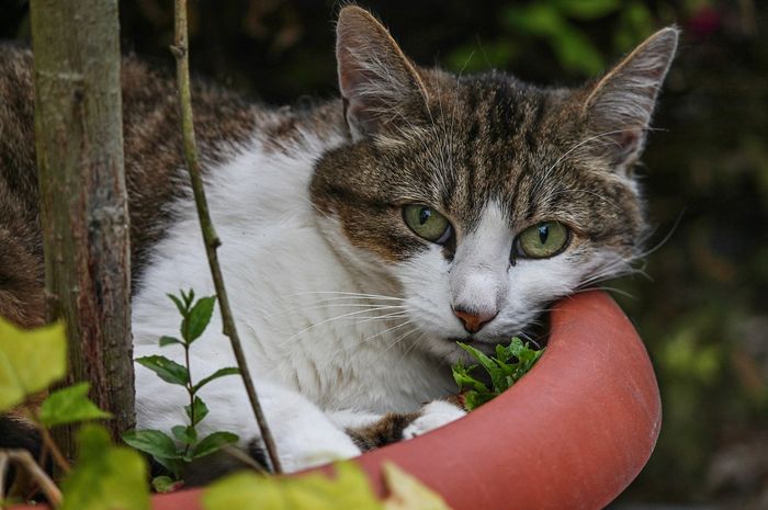 Kucing Terus Merusak Tanaman Hias? Tetap Sabar dan Gunakan Cara Ini