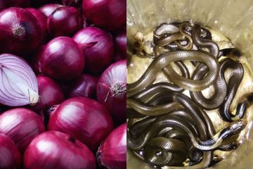 Viral Gigitan Bisa Ular Kobra Dapat Disembuhkan Dengan Bawang Merah, Benarkah?